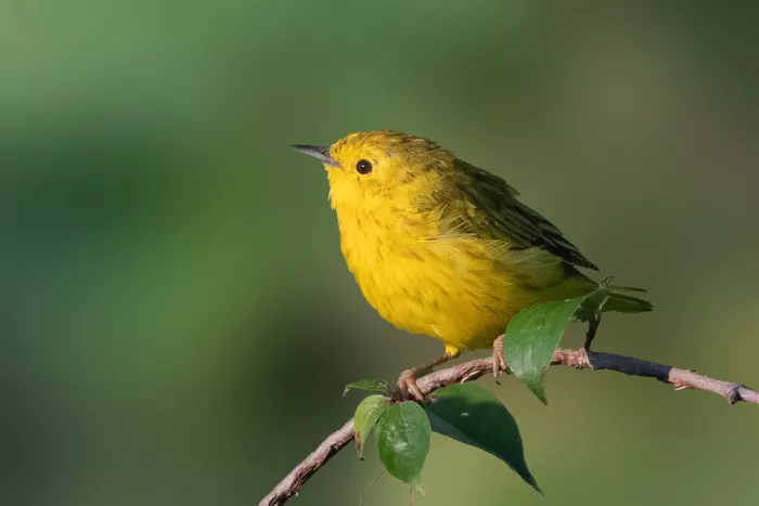 Zhang, Robert: Sunlit Yellow Warbler