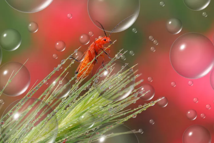 Dufour, Thierry: Jour de pluie...