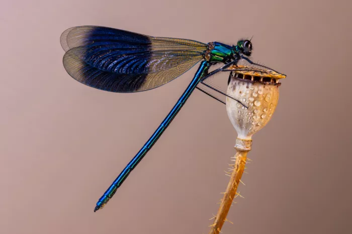 Ronnie, Khan Azim: Damselfly