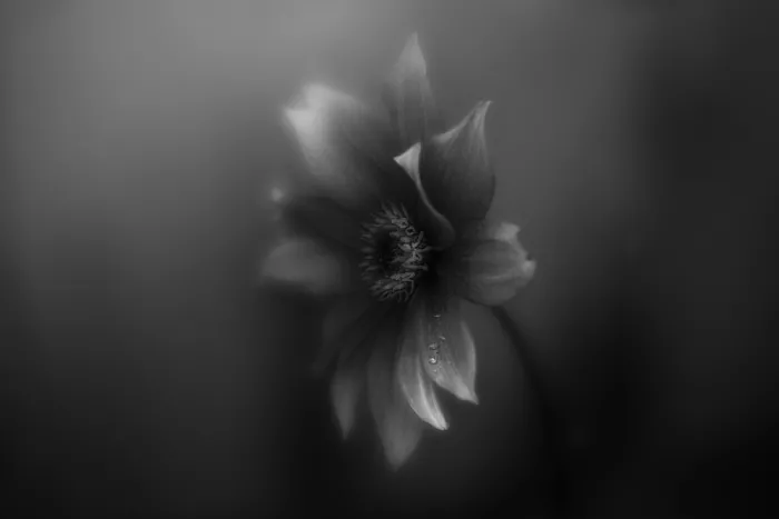 Elshout, van Gabrielle: Velvet tears
