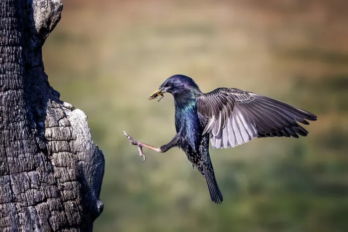 Ji, Shirley: European Starling