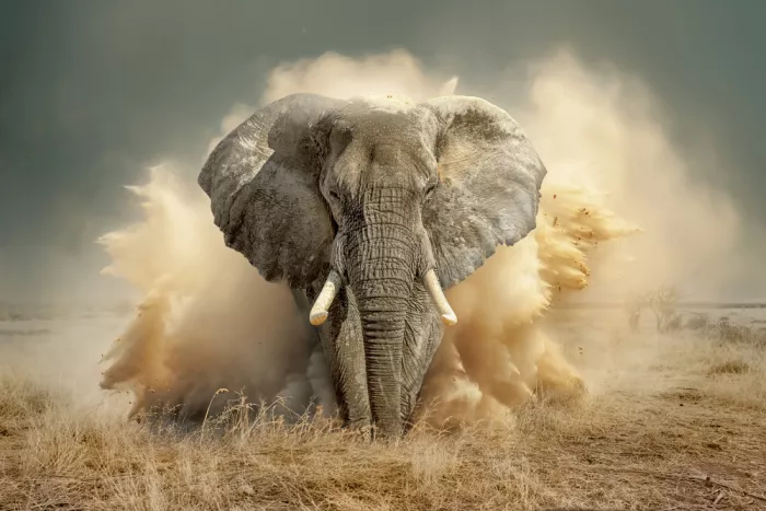 Egger, Marcel: Elefante del deserto