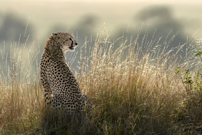 Tsui, Hung: Cheetah in the grass