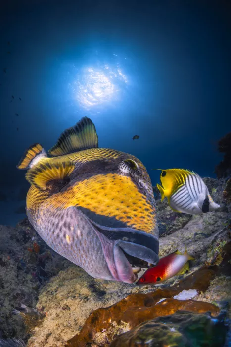 Gabriel, Barathieu: Titan triggerfish