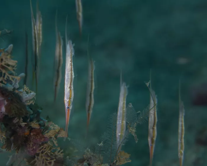 Feng, Young: Razorfish lined up in Lambeth