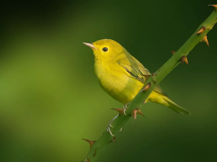 Zhang, Robert: Yellow Radiance