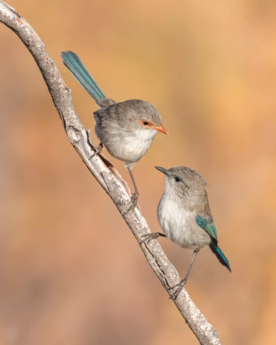 ahmadabdelhameed: The splendid couple