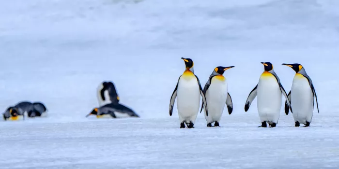 Tsui, Hung: Four king penguins