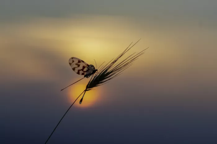 Hoog, de Roelof: Waking up