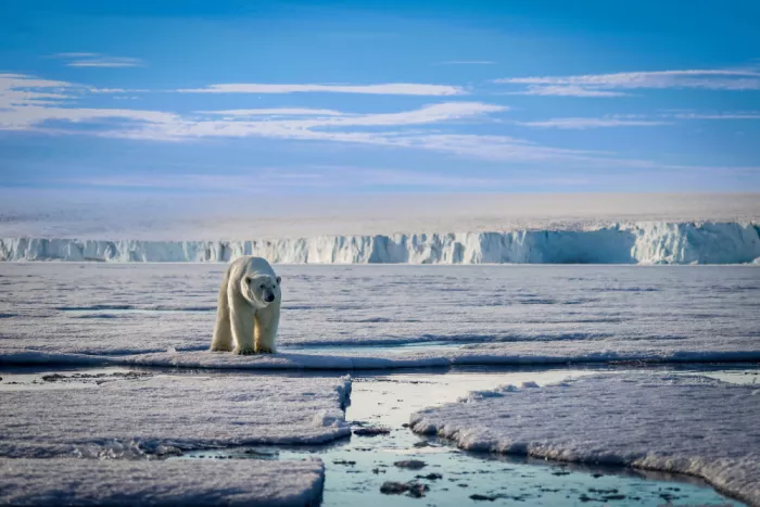 Chawla, Shobhit: The polar encounter .. Brasvelbreen glacier