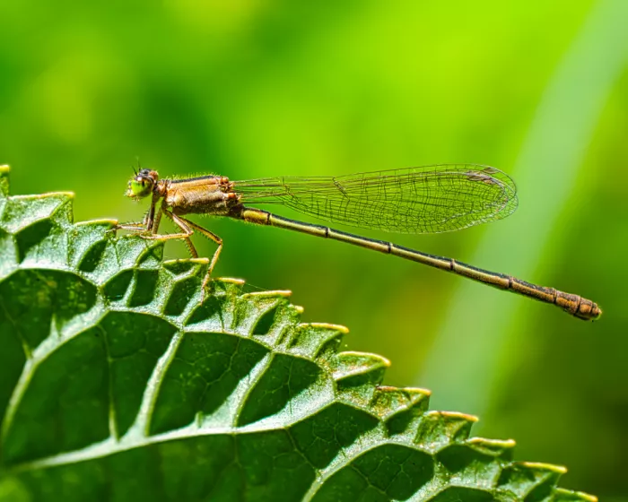 hiro: Dragonfly Break