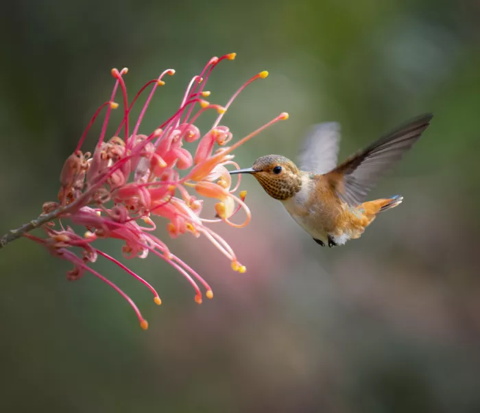 Huang, Xiaojian: Hummingbird and Flowers