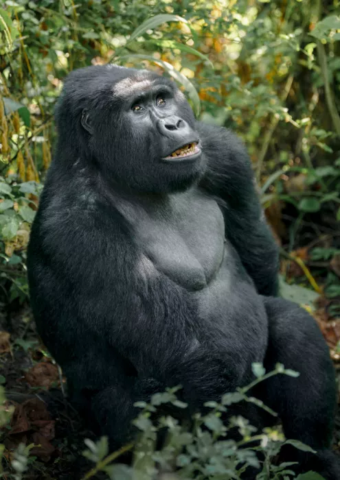 Amtmann, Ana: SILVERBACK