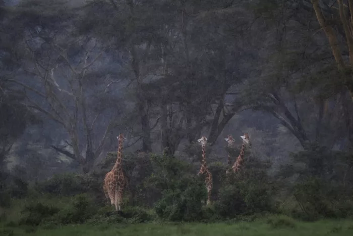 Marchegiani, Roberto: Giraffes in the rain