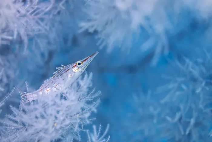 Gabriel, Barathieu: Longnose hawkfish