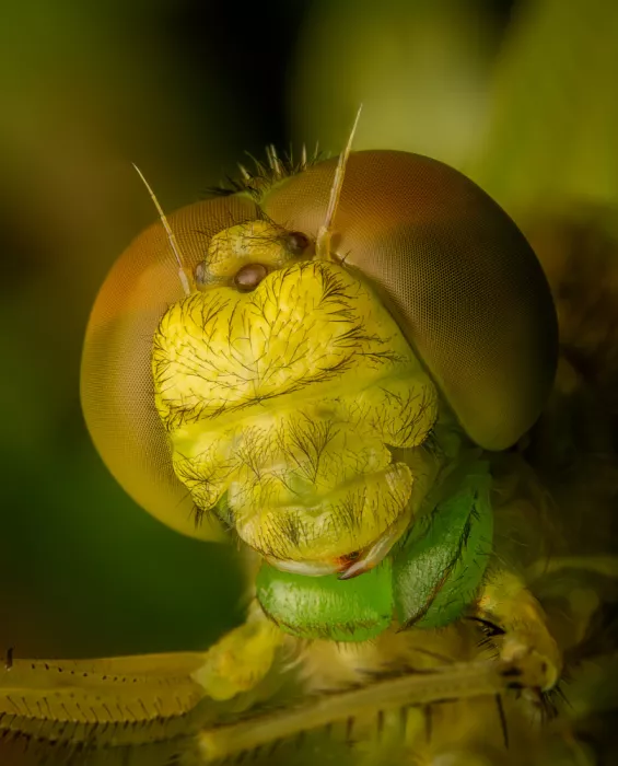 Andrica, Eduard: Dragonfly portrait