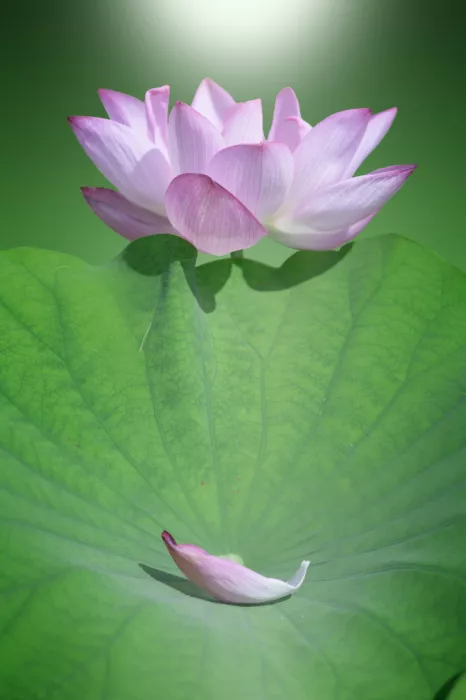 Suzuki, Takashi: Pink gem