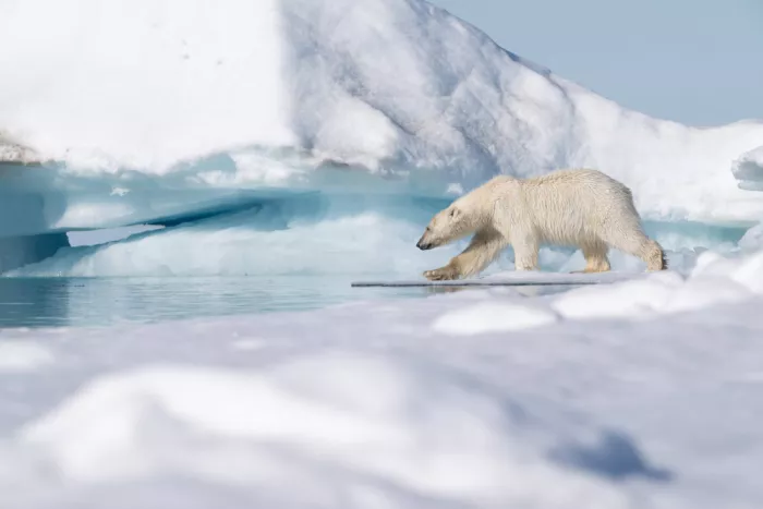 Nagpal, Manish: Caminando sobre el hielo