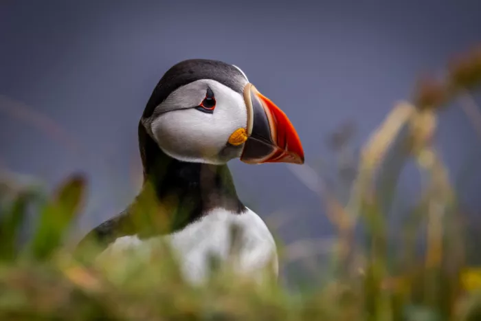 Zhang, Xiaohong: Portrait of an Atlantic Puffin