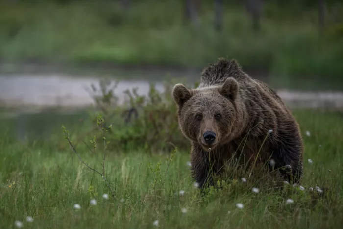 Pauli, Nina: Wild brownbear