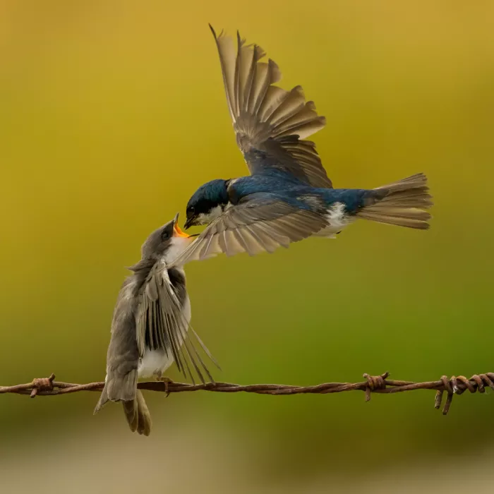 Wang, Moses: Tree swallow