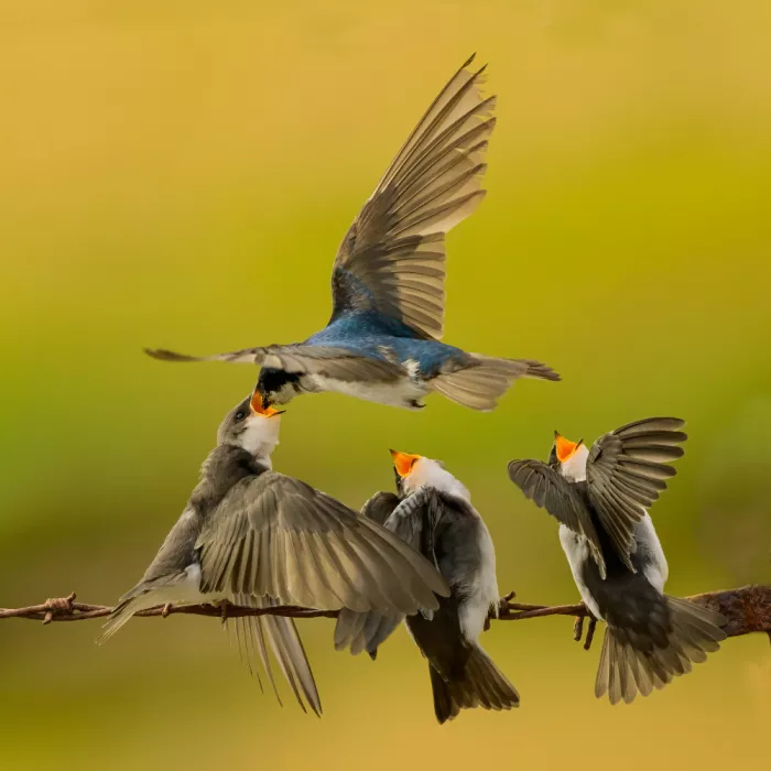 Wang, Moses: Tree swallow