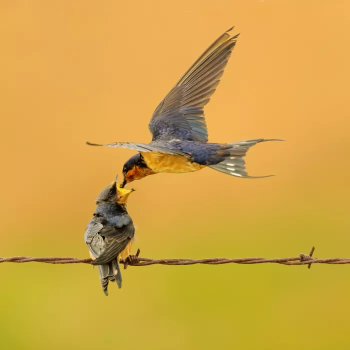 Wang, Moses: Barn swallow feeding