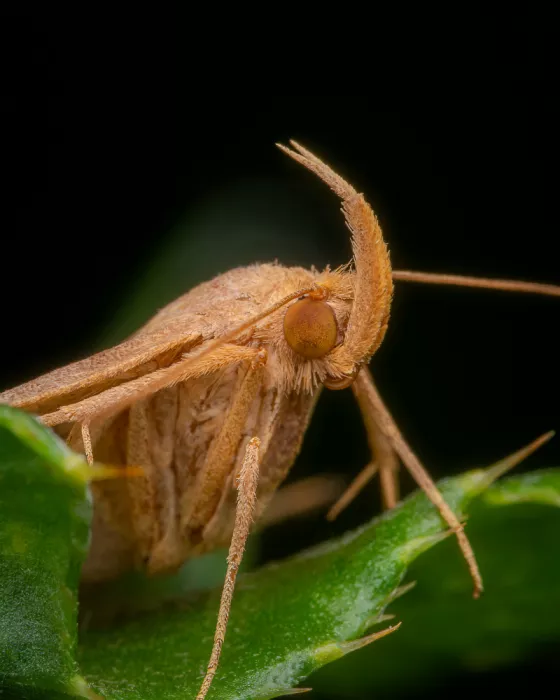 Andrica, Eduard: Moth