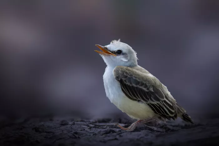 Zhang, Robert: Hatching Scissor-taiScissor-tailed Flycatcher