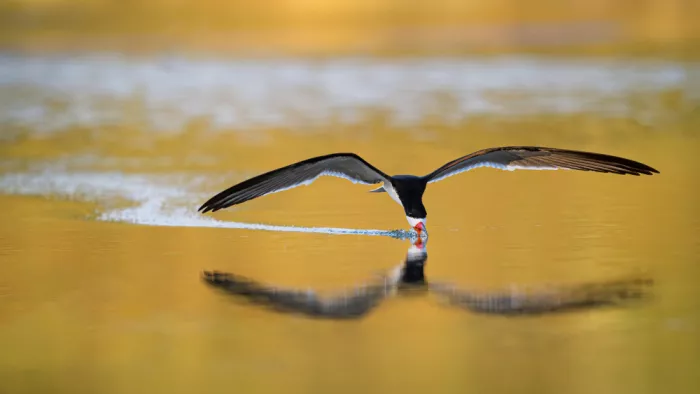 Li, Wanghan: Skimming in A Curved Line