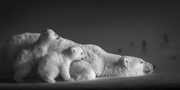 Tsui, Hung: A family of polar bears