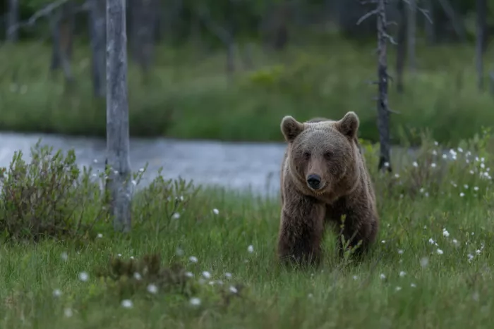 Pauli, Nina: Wild brownbear