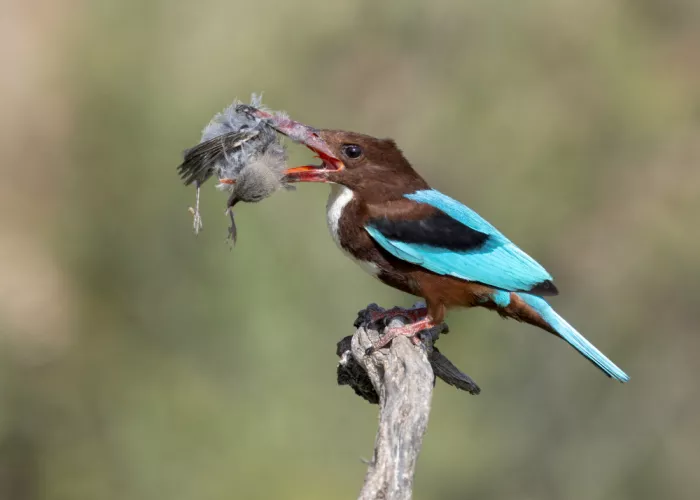 Amer, Eyal: White-throated Kingfisher
