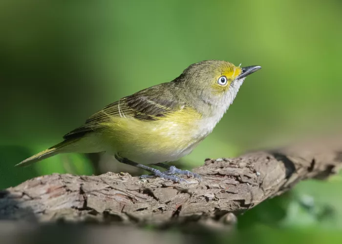 Zhang, Robert: Glimpse of the White-eyed Vireo