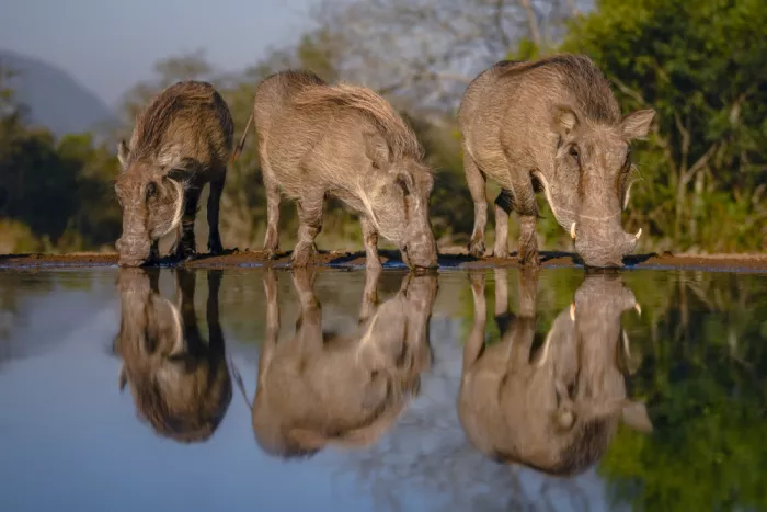 Amtmann, Ana: reflection