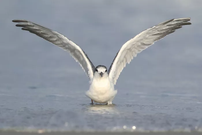 Mizrachy, Haim: Der Engel in Weiß
