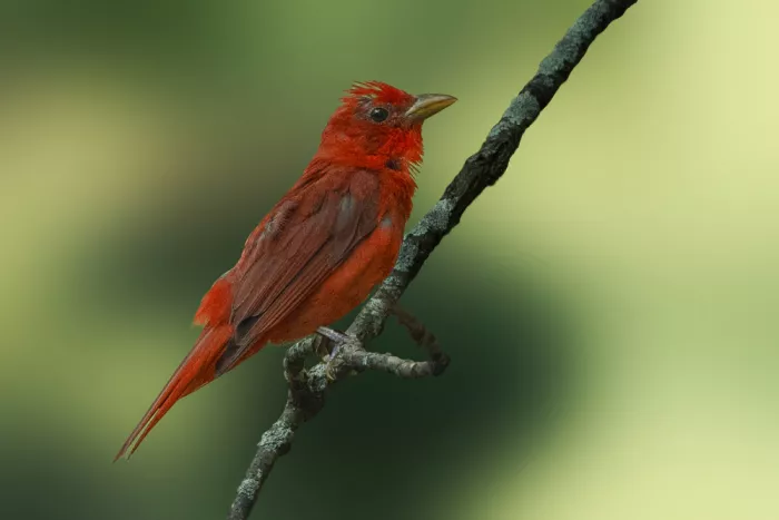 Zhang, Robert: Scarlet Summer Tanager
