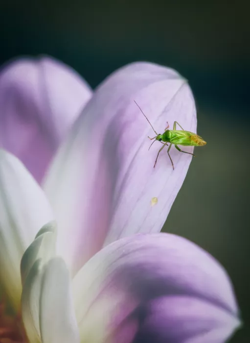Ben.C.L: Beauté et insecte