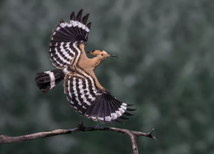 Lai, Vicki: Fliegender Wiedehopf