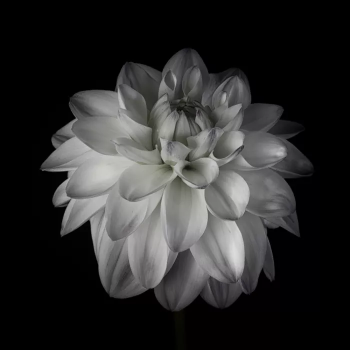 Myles, Penny: Dahlia
