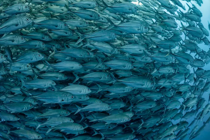 Meirovich, Ido: Fish parade