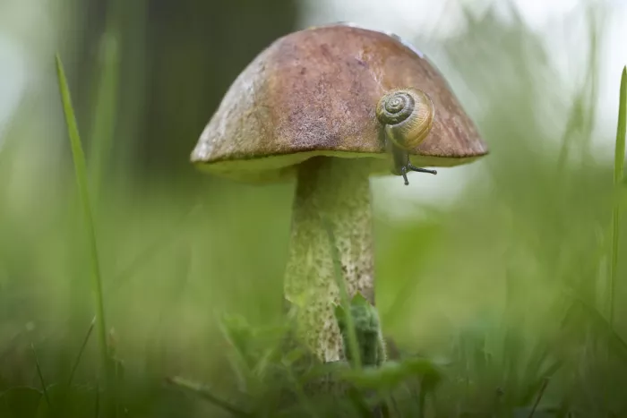 Puum, Mati: Snail.