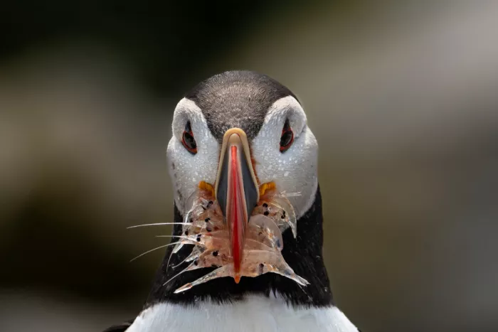 Gill, Barbara: Bringing home the krill