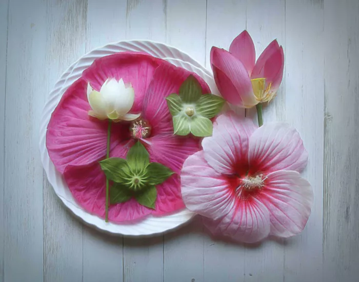 Zhou, Fangping: Lotus & Hibiscus