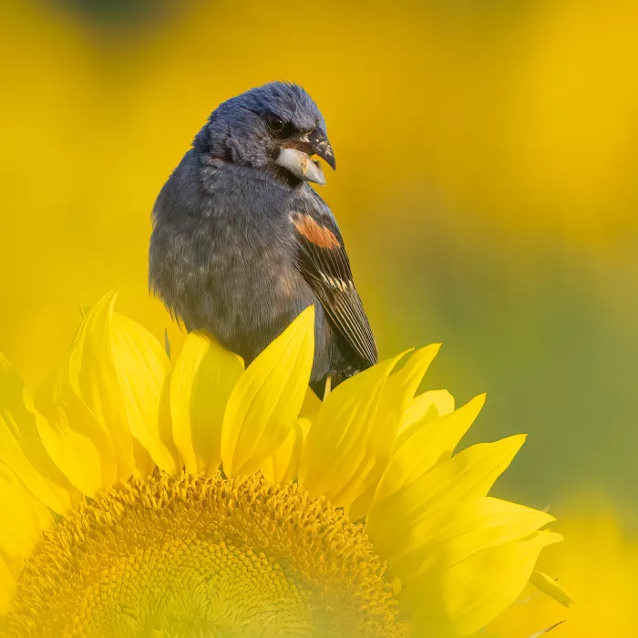 Zhang, Robert: Blauer Kernknacker und Sonnenblume