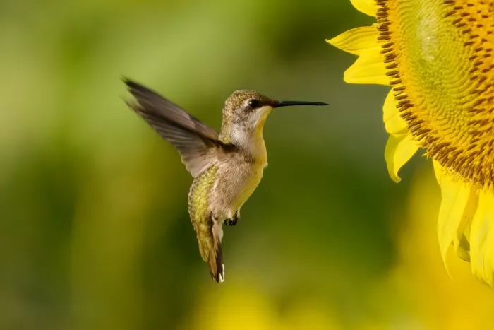 Zhang, Robert: Kolibri und Sonnenblume