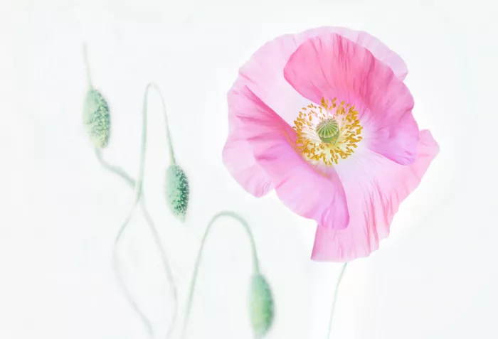 Wang, Ada: Waiting To Bloom