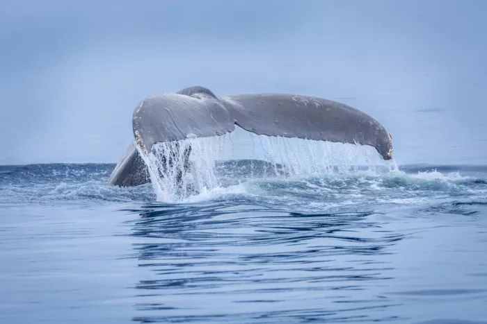 Strom, Mark: Una historia de ballena