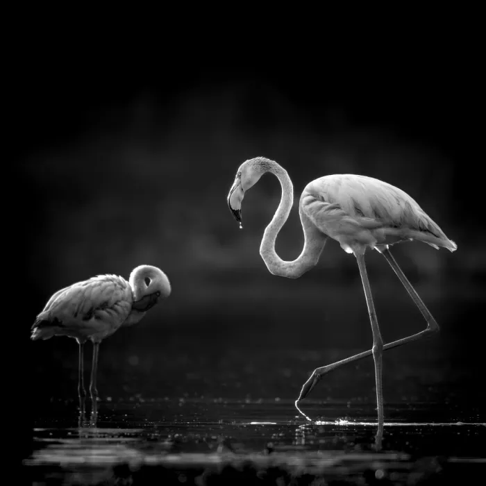Tsui, Hung: Two flamingos