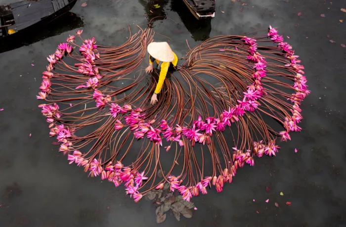 Truong, Van Tran: Harvest water lily